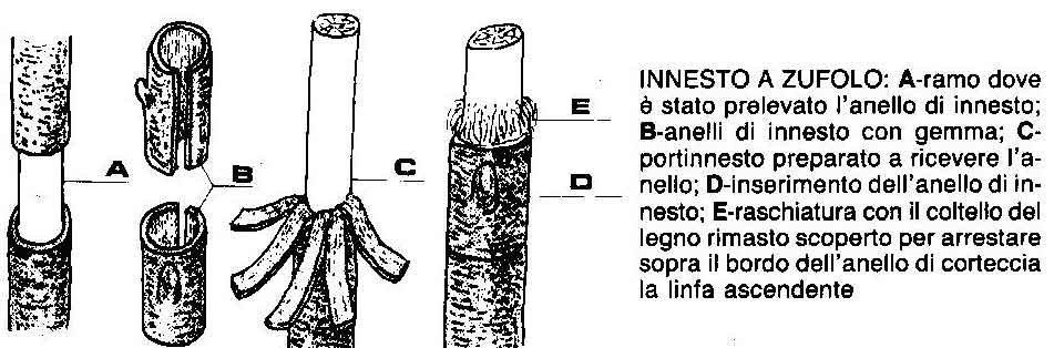 Coltello innesto zuffolo A.266L COD.121 266 0000
